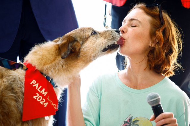 Kodi, the dog of the film “Le proces du chien” (Dog on Trial), winner of the Palm Dog, the award for the best canine performance, licks director Laetitia Dosch's face, during the 77th Cannes Film Festival in Cannes, France, on May 24, 2024. (Photo by Sarah Meyssonnier/Reuters)