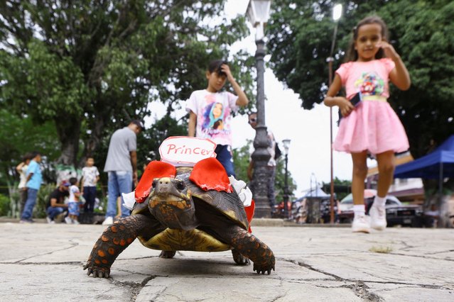 Children walk behind their Morrocoye, a terrestrial tortoise native to South America, before a tortoise race held to celebrate the upcoming feast day of Saint Francis of Assisi, the patron saint of animals, in the town of San Francisco de Asis, Venezuela, on October 3, 2025. (Photo by /Juan Carlos Hernandez/Reuters)