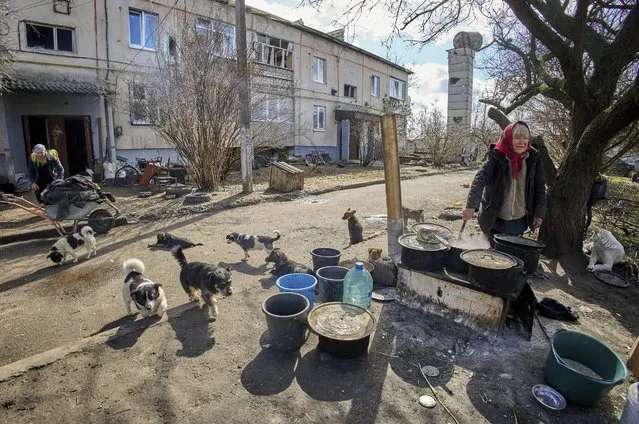 Formerly abandoned dogs walk around the place where found shelter in Cherkaski Tyshky, Kharkiv region, Ukraine, 27 March 2023. Local resident Yelena and her assistants adopted abandoned dogs whose owners had left during the evacuation. Now she has more than 90 dogs, which she feeds and provides medical assistance for. The Ukrainian army pushed Russian forces from occupied territory northeast of the country in counterattacks in the Autumn of 2022. Kharkiv and surrounding areas have been the target of heavy shelling since February 2022, when Russian troops entered Ukraine starting a conflict that has provoked destruction and a humanitarian crisis. (Photo by Sergey Kozlov/EPA/EFE)