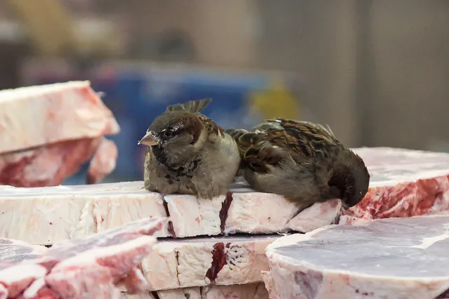 Sparrows at Central Market in freezing conditions of minus 43 degrees Celsius in the city of Yakutsk, Sakha (Yakutia), Russia on December 13, 2020. (Photo by Yevgeny Sofroneyev/TASS)