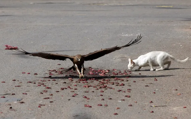 A black kite flies past a cat to catch a piece of meat, left by people who believe feeding birds and other animals brings good luck, along a road in Karachi, Pakistan May 4, 2018. (Photo by Akhtar Soomro/Reuters)