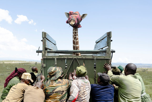 A juvenile Masai giraffe stands inside a transportation crate with its eyes covered by a blanket as rangers from Kenya Wildlife Services (KWS) attempt to load the crate onto a vehicle during an exercise to translocate large herbivores from Kedong Ranch due to land subdivisions and corralling that have disrupted wildlife migratory routes in Naivasha, Nakuru County, on November 16, 2025. Driven by two long ropes held by about twenty rangers, the blindfolded giraffe enters a tall trailer that is to transport it out of its natural habitat in the Rift Valley, which is deteriorating after having been resold. This is the first step in a meticulous relocation operation in the vast Kedong ranch, part of an ancestral corridor between Mount Longonot and Hell's Gate Park, near the iconic Lake Naivasha. (Photo by Tony Karumba/AFP Photo)