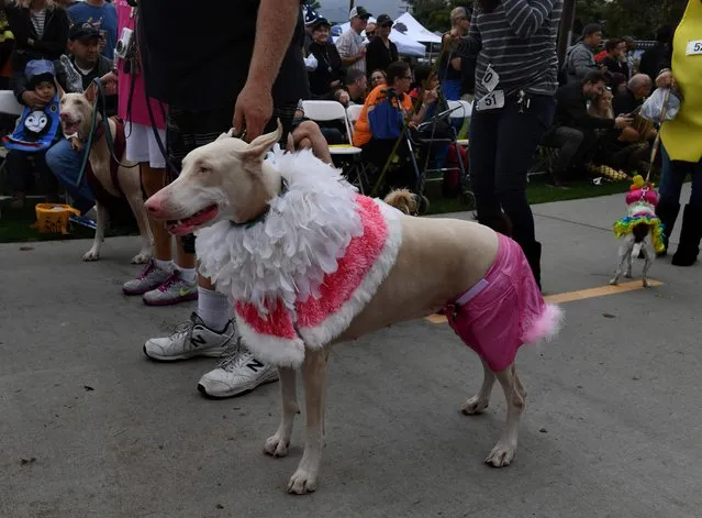 Dogs dressed in Halloween costumes are displayed during the annual Haute Dog Howl'oween parade in Long Beach, California on October 30, 2016. (Photo by Mark Ralston/AFP Photo)