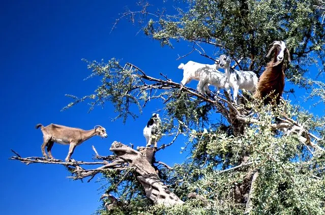 A herd of goats standing on the branches of a tree. (Photo by Burak Senbak/Caters News)