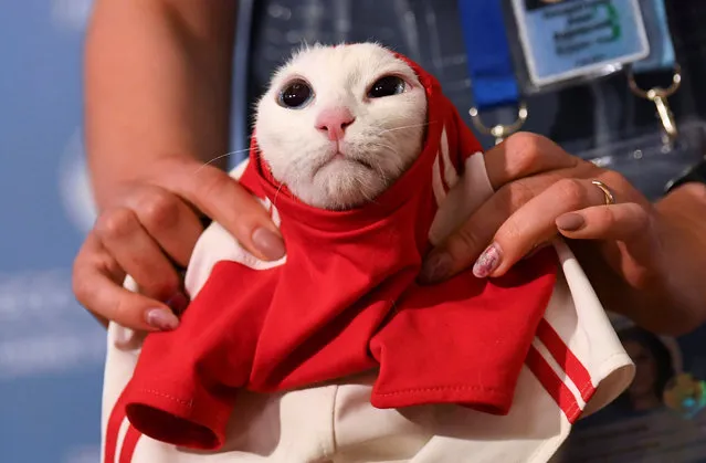 A participant dresses Achilles the cat, one of the State Hermitage Museum mice hunters, which attempts to predict the result of the opening match of the 2018 FIFA World Cup between Russia and Saudi Arabia during an event in Saint Petersburg, Russia June 13, 2018. (Photo by Dylan Martinez/Reuters)