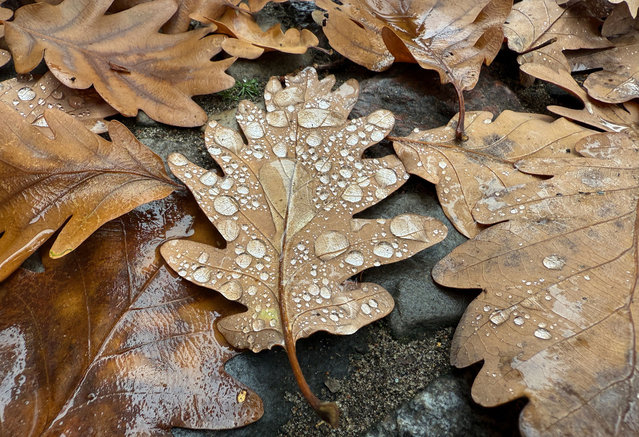 A leave covered in raindrops is pictured with others having changed to their autumnal colours and fallen from the trees in Berlin's Kreuzberg district on October 29, 2024. (Photo by David Gannon/AFP Photo)