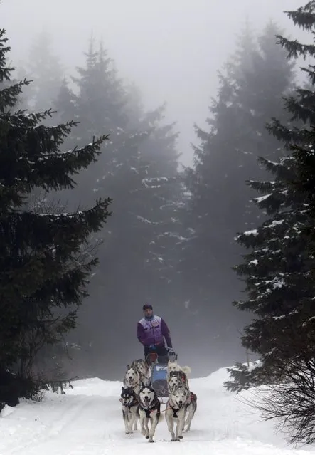 A musher rides his dog sled during a stage of the Sedivackuv Long dog sled race in Destne v Orlickych horach January 23, 2015. (Photo by David W. Cerny/Reuters)