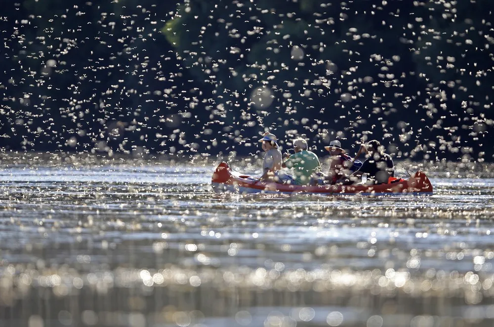 A Swarm of Long-tailed Mayflies