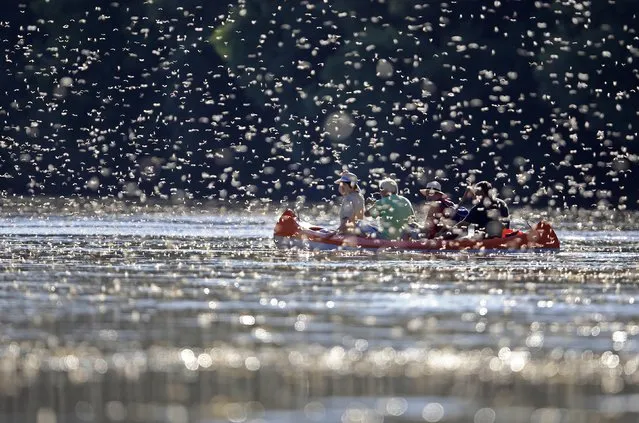 Long-tailed mayflies fly over the surface of the Tisza river southeast of Budapest. (Photo by Laszlo Balogh/Reuters)