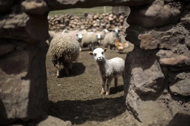 A sheep walks inside a pen during the Andean traditional celebration for 'Martes de Challa' as part of the Carnival festivities on February 16, 2021 in Pizacaviña, La Paz, Bolivia. “Martes de Challa” (Ch'alla Tuesday) is one of the most important traditions in Bolivia to thank the Pachamama (Mother Earth) celebrated on the last day of Carnival. (Photo by Gaston Brito Miserocchi/Getty Images)