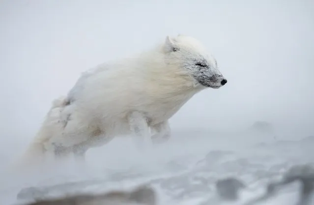 2nd place in the polar wonders category. Svalbard, Norway, 2020. The arctic fox, sometimes called the polar fox, is commonly found in Spitsbergen, although it has been hunted for over two centuries. In order to find food in all seasons, the fox has to cope with the Arctic’s extreme conditions. But its small size – it is smaller than the red fox – and its thick fur, which is as insulating as a bear’s, enable it to withstand the extreme cold. (Photo by Knut M. Selmer/Environmental Photography Award)
