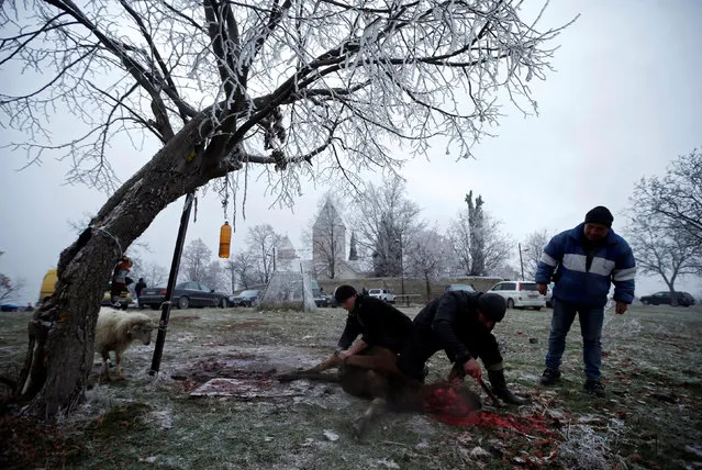 Men slaughter a sacrificial animal outside a church during St. George's Day celebration in the village of Ikalto, Georgia November 23, 2016. (Photo by David Mdzinarishvili/Reuters)