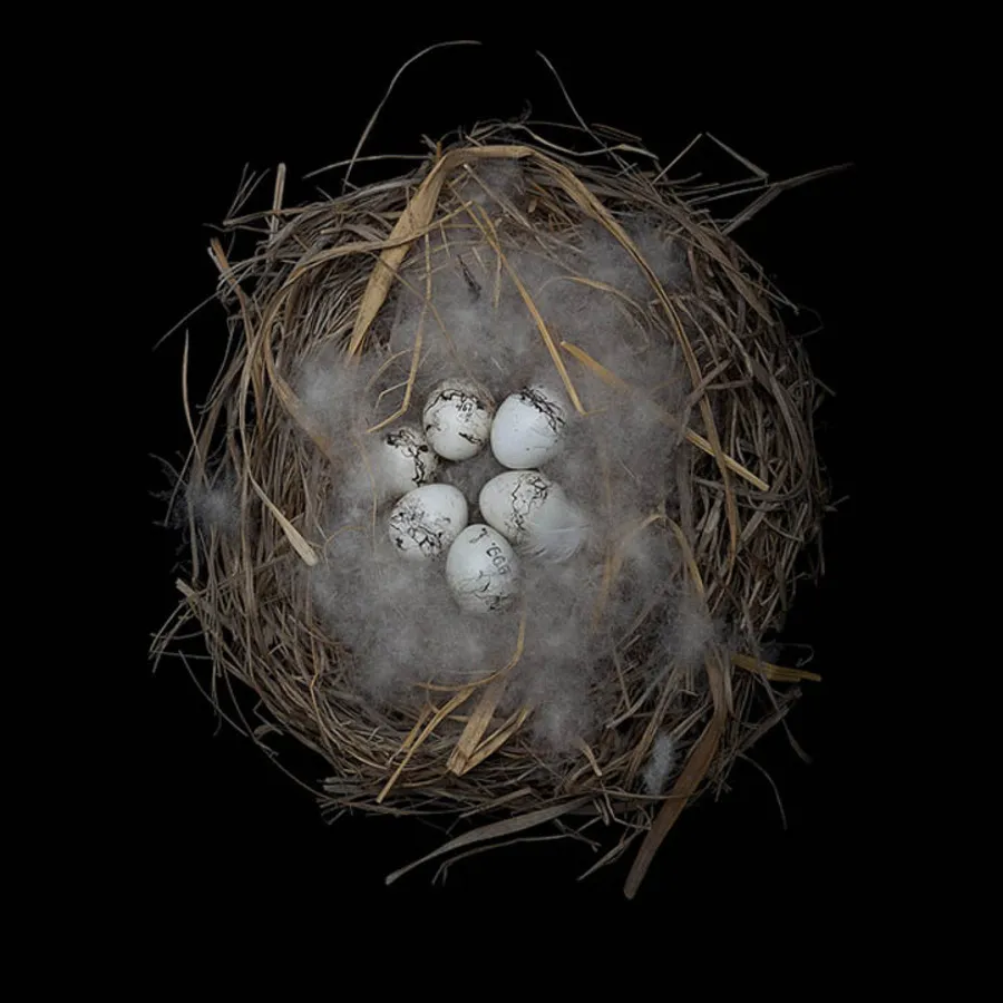 Bird Nest By Sharon Beals
