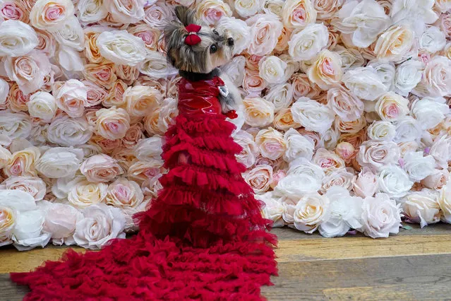 Liv, a Morkie, models a creation by designer Anthony Rubio and inspired by an outfit worn by Salma Hayek, at the Met Gala, Monday, May 22, 2023, in New York. (Photo by Mary Altaffer/AP Photo)