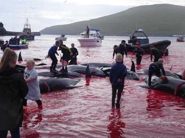 These graphic images show a pod of whale being rounded up and slaughtered by villagers on a remote Atlantic island on July 30, 2018. (Photo by Alastair Ward/Triangle News)