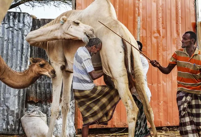 Workers milk a camel at an enclosure at the Beder Milk and Meat Production Farm Company premises on the outskirts of Somalia's capital Mogadishu, on August 29, 2013. (Photo by Feisal Omar/Reuters)