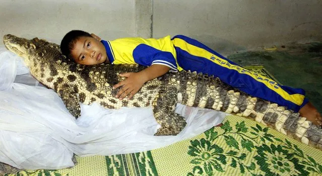 Wattana Thongjon, 10, lays in his bed alongside his pet crocodile “Kheng” at his home in Thailand's rural Phichit province August 28, 2002. Wattana's father Prayoon found the crocodile as a hatchling in a local pond three years ago and it has grown to over one-metre in length and weighs 40 kg (88 pounds). The croc is pampered with a diet of fresh chicken, has his sharp teeth brushed every day by Prayoon, and lives indoors with their two pet dogs. (Photo by Reuters)