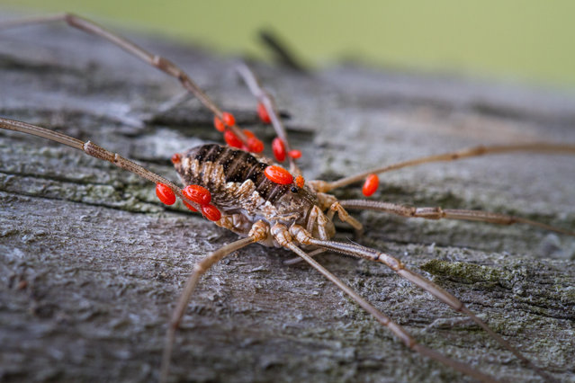 Harvestman carrying phoretic or parasitic mites, England. (Photo by Rebecca Cole/Alamy Stock Photo)