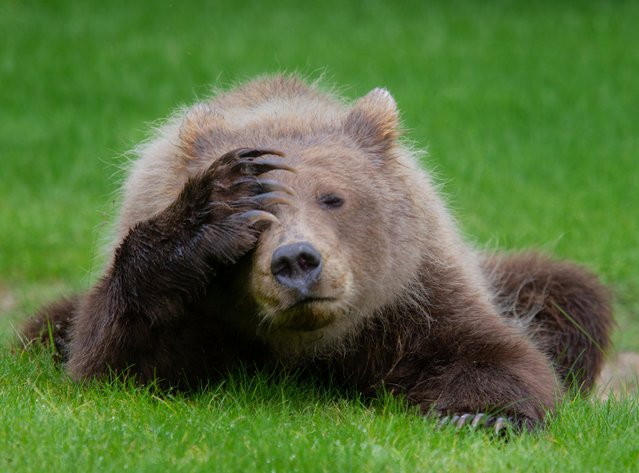 A bear despairs. (Photo by Danielle D'Ermo/Barcroft Images/Comedy Wildlife Photography Awards)