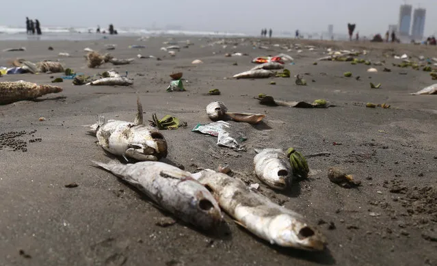 Dead fish lying at the beach in Karachi, Pakistan, 17 September 2018. Thousands of dead fish appeared on the beach in Karachi as workers struggled to clean the area. (Photo by Shahzaib Akber/EPA/EFE)