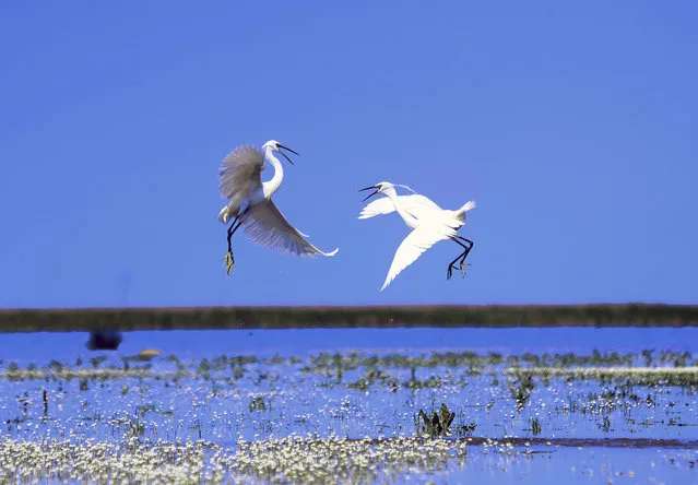 Birds are seen at Kizilirmak Bird Paradise in Turkey's Samsun on April 22, 2021. Kizilirmak Delta Bird Sanctuary, which is on the UNESCO World Heritage Tentative List and hosts 359 to 487 species of birds in Turkey, became more active with the arrival of spring. (Photo by Mehmet Kumcagiz/Anadolu Agency via Getty Images)