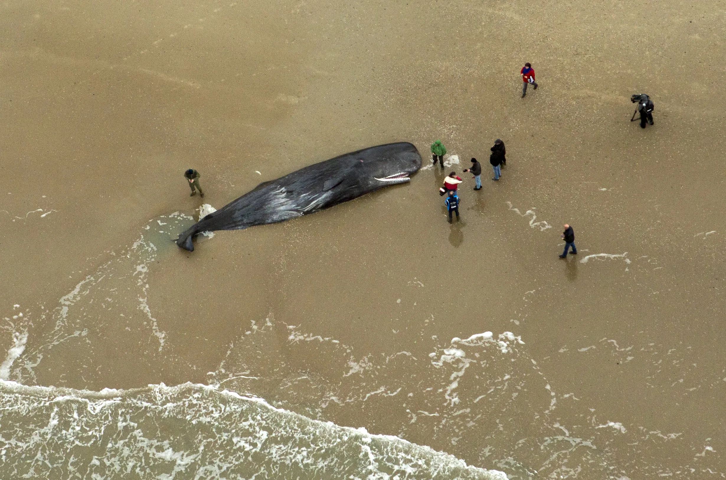 Почему киты выбрасываются на берег. Кашалот выбросился на берег. Киты выбрасываются на берег.