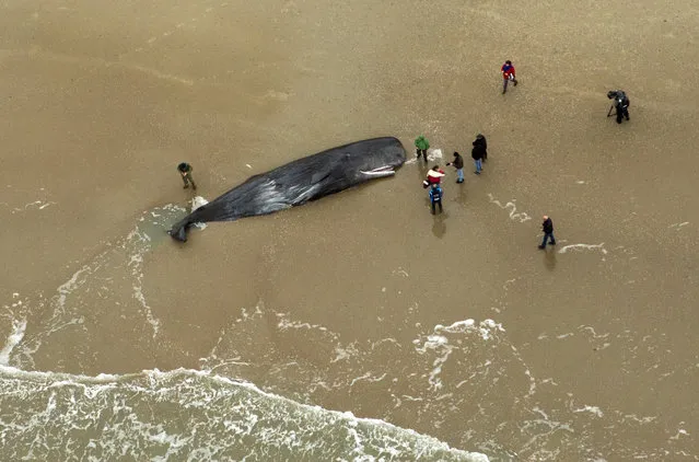 A dead sperm whale is seen on a beach on Texel Island, The Netherlands, January 13, 2016. (Photo by Cris Toala Olivares/Reuters)