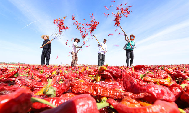 Farmers dry red peppers in Gaotai County, Zhangye City, Gansu Province, China, September 13, 2023. It is reported that Gaotai County pepper planting has a history of 300 years. (Photo by Costfoto/NurPhoto via Getty Images)