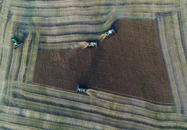 An aerial view shows combines harvesting barley in a field of the Solgonskoye private farm outside the Siberian village of Talniki in Krasnoyarsk Region, Russia August 25, 2018. (Photo by Ilya Naymushin/Reuters)