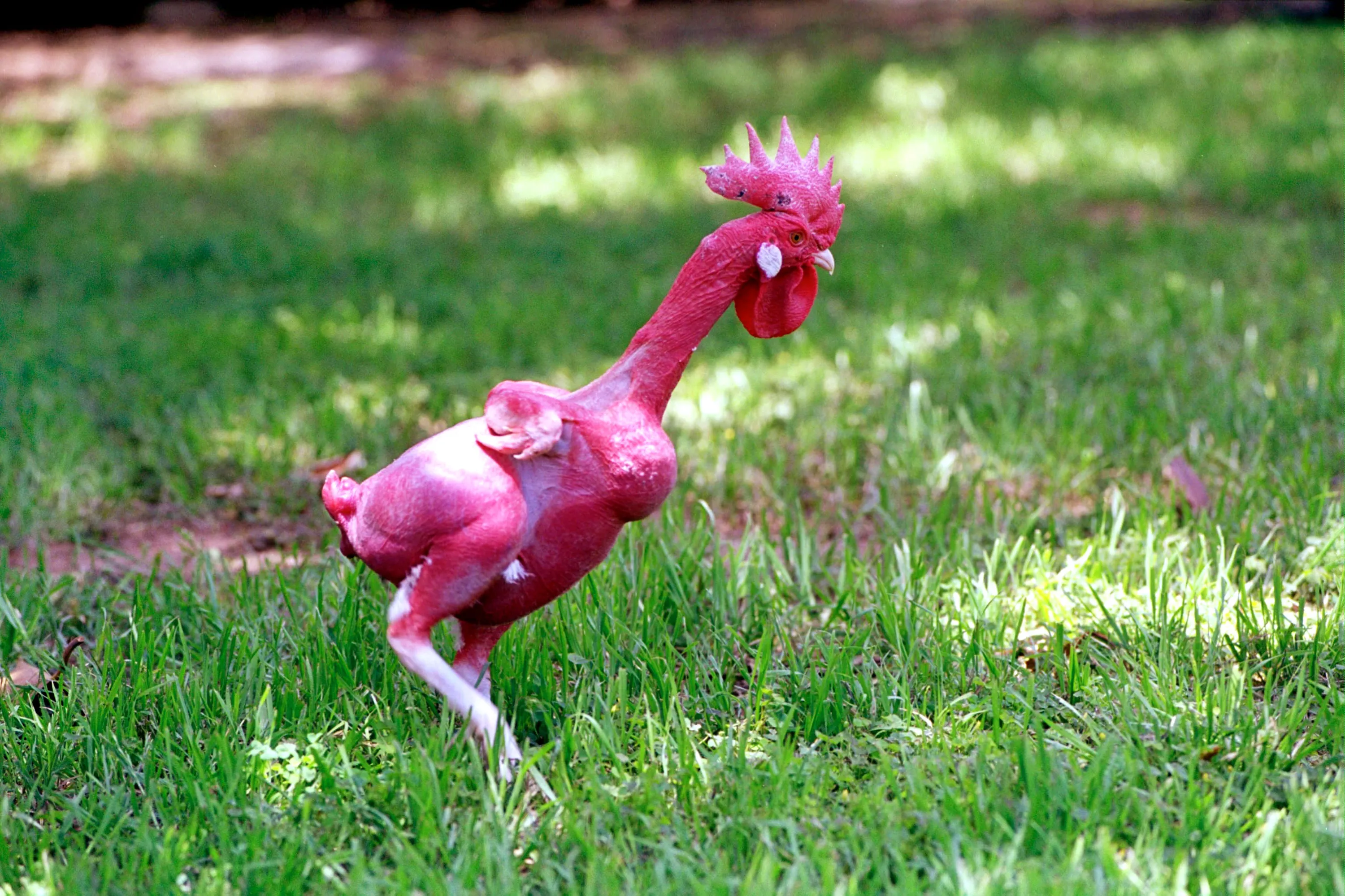 Розовая порода кур