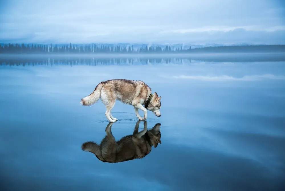 Husky Walk on Water while Crossing Russian Lake