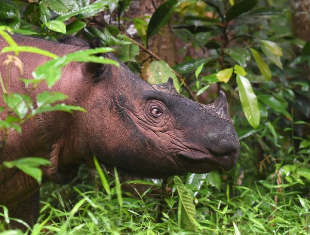 This picture taken on November 8, 2016 shows Andatu, a Sumatran rhino, one of the rarest large mammals on earth, at the Rhino Sanctuary at Way Kambas National Park in eastern Sumatra. There are no more than 100 left on the entire planet and Andatu – a four-year old male – is one of the last remaining hopes for the future of the species. He is part of a special breeding programme at Way Kambas National Park in eastern Sumatra that is trying to save this critically endangered species from disappearing forever. (Photo by Goh Chai Hin/AFP Photo)