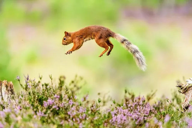 A red squirrel in the Cairngorms, United Kingdom where the species is doing so well that there are enough to export elsewhere. (Photo by Daniel Hauck/Cover Images)