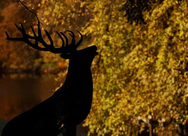 A statue of a deer is silhouetted against the autumnal foliage at Loch Faskally, in Pitlochry, Scotland, Britain on October 22, 2023. (Photo by Russell Cheyne/Reuters)