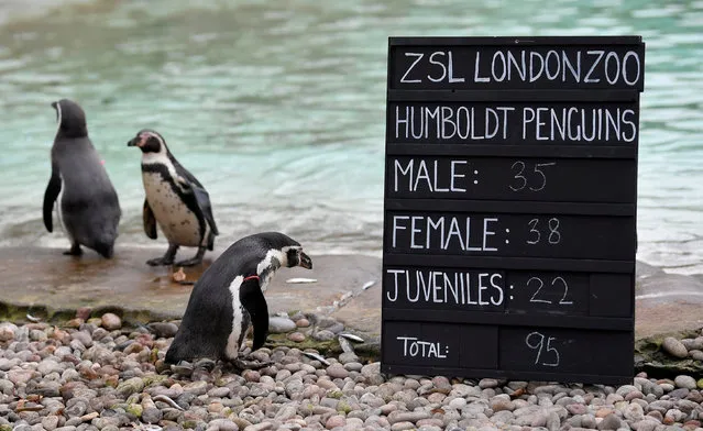 Penguins are seen during an event to publicise the annual stocktake at London Zoo in London, Britain, January 3, 2019. (Photo by Toby Melville/Reuters)