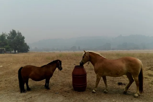 The smoke of a wildfire spreads over a mountain as horses are seen at a farm in Ellinika village on Evia island, about 183 kilometers (114 miles) north of Athens, Greece, Monday, August 9, 2021. (Photo by Michael Varaklas/AP Photo)