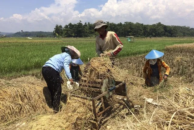 Farmers harvest rice on land earmarked for one of Southeast Asia's largest power stations near Ujungnegoro in Batang regency, West Java March 27, 2015. Announced with great fanfare in 2011, a coal-fired power plant to be built on the island of Java at a cost of $4 billion was billed as the biggest project of its kind in Southeast Asia – and an answer to Indonesia's crippling power problems. But dozens of landowners in the central Java regency of Batang are having none of it: they are refusing to give up their rice paddy fields to make way for the plant. (Photo by Fergus Jensen/Reuters)