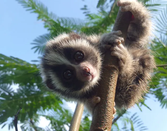 Pasar gazes into the camera from his branch at the International Animal Rescue sanctuary in Ciapus, Java, March 2016. After a brutal kidnapping by illegal pet traders, two adorable baby slow lorises have finally found peace and comfort in each other’s arms. At six to eight weeks old, Pasar and Warung were torn away from their mother in the Indonesian rainforest and stuffed into boxes ready to be sold in one of the notorious animal markets in Jakarta. The traders had filed down the terrified animals’ teeth because the endangered slow loris species has a gland inside its arm that secretes venom which the loris wipes on its teeth to create a poisonous bite. (Photo by International Animal Rescue/Barcroft Images)