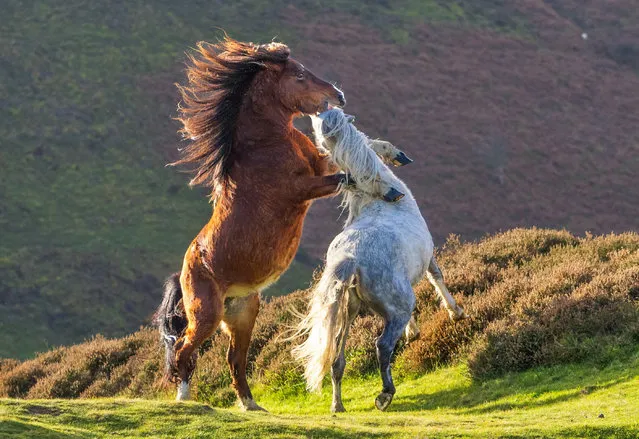 A photographer witnessed a dramatic fight between two wild stallions as they battled it out over a female on the Long Mynd, Shropshire in the West Midlands of England on November 26, 2023. Rare and dramatic pictures show a wild stallion trying to bite his male rival in the head. (Photo by Andrew Fusek-Peters/South West News Service)
