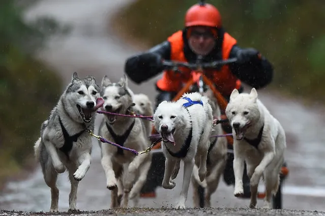 A musher competes with their team of dogs in a race in The Siberian Husky Club of Great Britain 36th Aviemore Sled Dog Rally 2019 in Aviemore, Scotland on January 26, 2019. The annual two-day race event attracts mushers and their teams from across the UK to race on forest trails around Loch Morlich, in the shadow of the Cairngorm mountains in the Scottish Highlands. Teams of between two and eight dogs pull their musher on a sled around trails of four to seven miles. If there's no snow on the trails the races go ahead with dogs pulling their musher on a three-wheeled rig. (Photo by Andy Buchanan/AFP Photo)