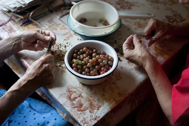 “Northern Grapes, 2011”. Sablin's remarkably lyrical and evocative photographs, taken over seven summers, capture the small details and daily rituals of her aunts' surprisingly colorful and dreamlike days, taking us not only to another country but to another time. (Photo by Nadia Sablin)