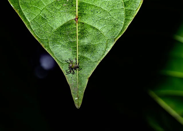 An Epeus triangulopalpis male spider is hides behind the leaves of a tree to catch its prey at Tehatta, West Bengal, India on October 7, 2023. Epeus is a genus of the spider family Salticidae (jumping spiders). They are often found on broad-leaved plants or shrubs of rain forest, or in gardens of Southeast Asia. Females are 7-9 mm long, males 6-9 mm. They are long-legged with a long opisthosoma, and quite colorful. Males have a characteristic v-shaped crest of raised, long hairs on the head, resembling a mohawk. (Photo by Soumyabrata Roy/NurPhoto/Rex Features/Shutterstock)