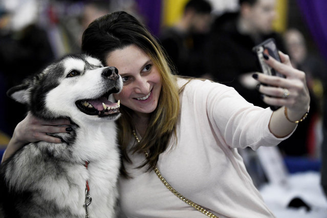 A guest takes a selfie with an Alaskan Malamute during the Meet The Breed event at Piers 92/94 ahead of the 143rd Westminster Kennel Club Dog Show on February 09, 2019 in New York City. (Photo by Sarah Stier/Getty Images)