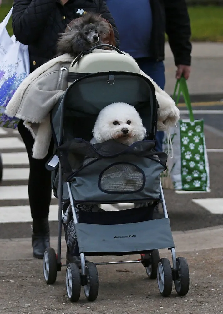Crufts Dog Show in Birmingham