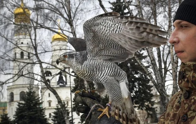 Alexei Vlasov, a 28-year-old falconer of the Kremlin ornithological service - a special unit set up in 1984 and overseen by the Federal Guard Service, holds Alpha, a 20-year-old female goshawk, while patrolling the Kremlin in Moscow on March 21, 2019. Alpha soars between the golden domes of the Kremlin, spreading panic among crows perched in nearby trees. The goshawk is one of a dozen birds of prey whose job is to protect President Vladimir Putin's seat of power in Moscow. (Photo by Alexander Nemenov/AFP Photo)