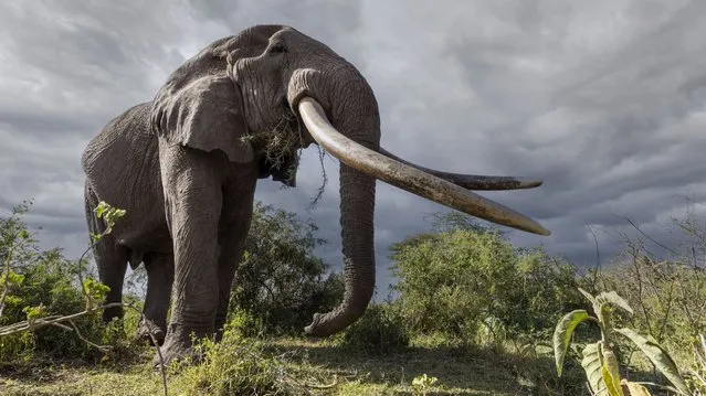 A giant 50-year-old elephant enjoying his twilight years despite being under 24-hour guard to keep poachers from his one hundred pound tusks in Amboseli National Park, Kenya in June 2022. (Photo by Clint Ralph/Media Drum Images)
