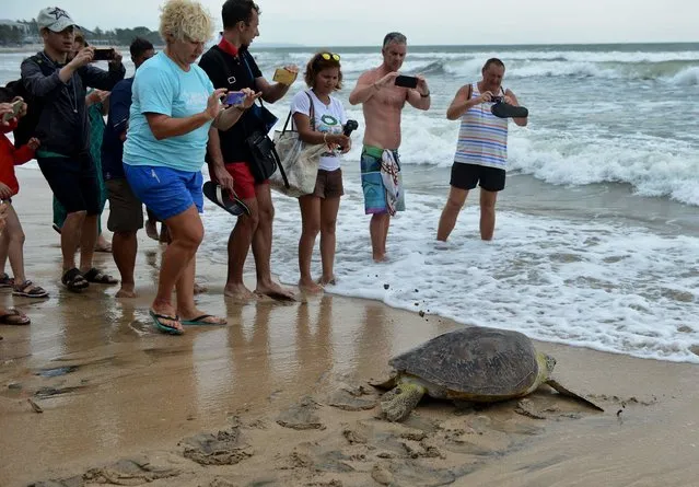 People look on as a green turtle makes its way to the surf following its release at Kuta beach near Denpasar on the resort island of Bali on February 7, 2017. Some 11 green turtles we released into the ocean after the turtles – poached for their meat and shell – were seized by Indonesian Marine police from December 2016 to January 2017. (Photo by Sonny Tumbelaka/AFP Photo)