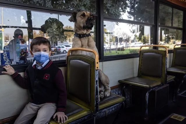 A young boy sits in front of Boji, a Istanbul street dog as he rides the historic Kadikoy tram on October 21, 2021 in Istanbul, Turkey. Boji, is a regular Istanbul commuter, using the cities public transport systems to get around, some times traveling up to 30 kilometers a day using subway trains, ferries, buses and Istanbuls historic trams. Since noticing the dogs movements the Istanbul Municipality officials began tracking his commutes via a microchip and a phone app. Most day's he will pass through at least 29 metro stations and take at least two ferry rides. He has learnt how and where to get on and off the trains and ferries. As people began to notice him as a regular on their daily travel routes and since the tracking app begun Boji's travels have made him an internet sensation. (Photo by Chris McGrath/Getty Images)