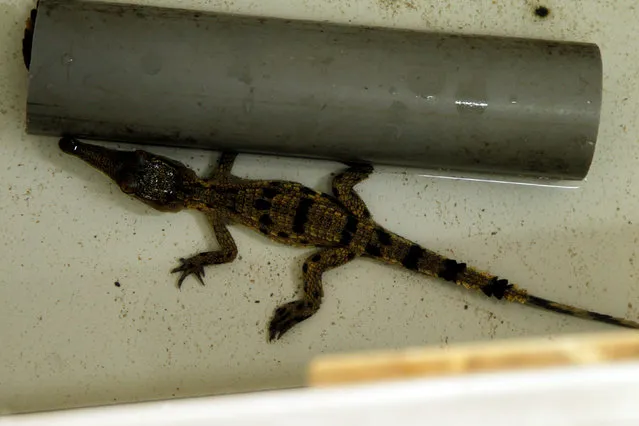 A newborn West African Slender-snouted Crocodile is kept inside old refrigerators at the zoo of Abidjan, Ivory Coast September 9, 2016. (Photo by Luc Gnago/Reuters)