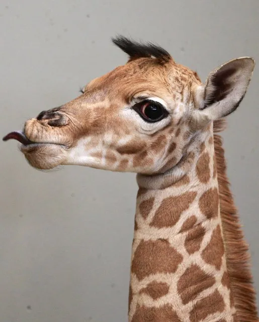 A newborn baby giraffe shows its tongue at the Planckendael zoo in Mechelen, 25 kilometers North of Brussels, Tuesday, February 18, 2014. The calf was born on Valentines day, February 14, and has a heart shaped spot on the hip. (Photo by Yves Logghe/AP Photo)